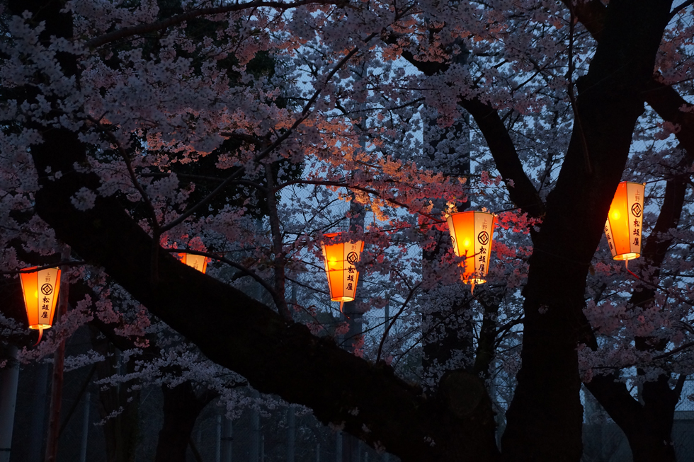 Tokyo Hanami